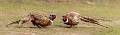 Pheasants Squaring Up