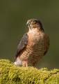 Sparrowhawk