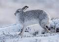 Stretching Mountain_Hare