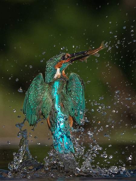 Kingfisher With Catch.jpg