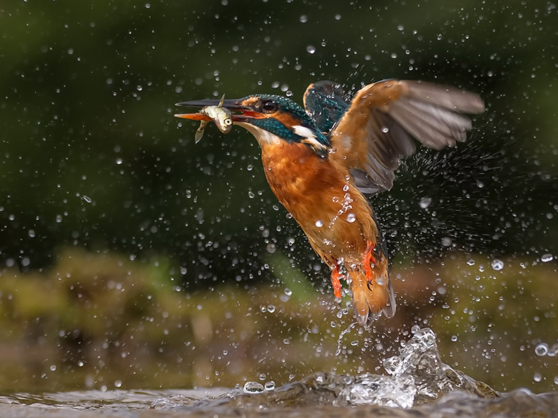 Kingfisher With Minnow 1.jpg