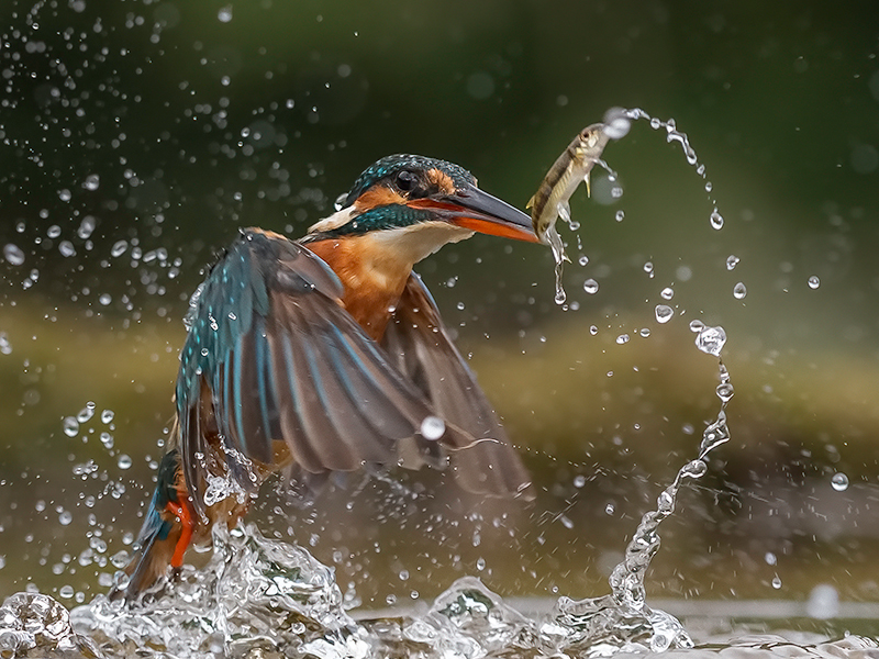 Kingfisher With Minnow.jpg