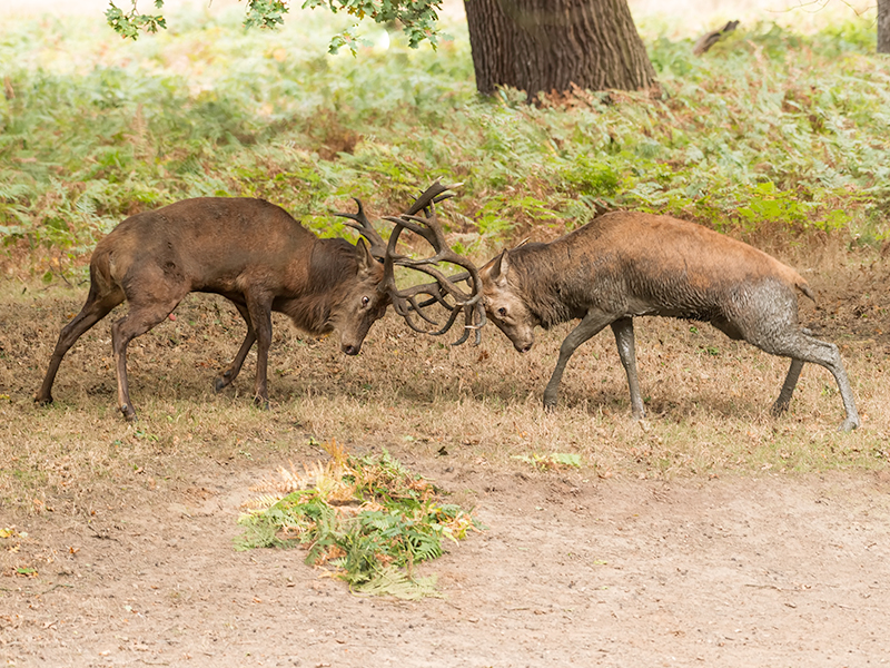 Red Deer Rutting.jpg