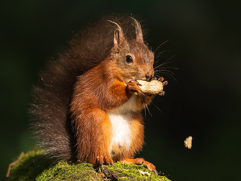 Red Squirrel.jpg