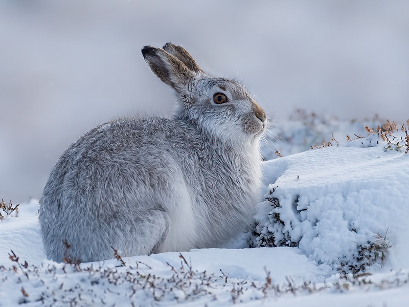 Scottish Mountain Hare 6.jpg