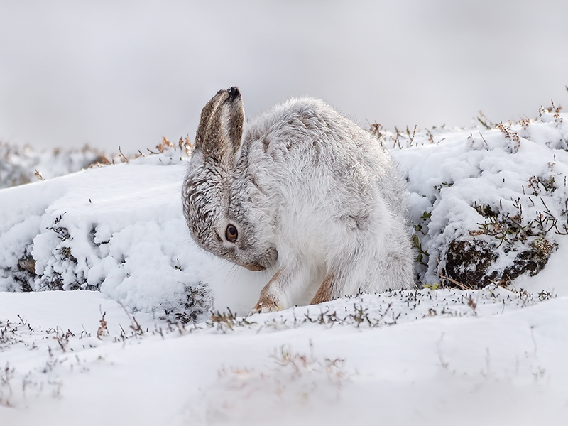 Scottish Mountain Hare Grooming.jpg