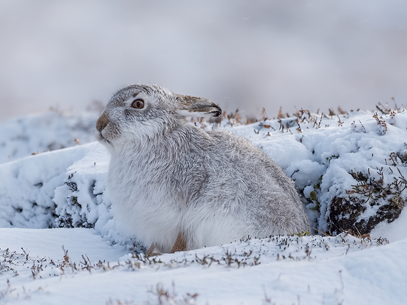 Scottish Mountain Hare.jpg