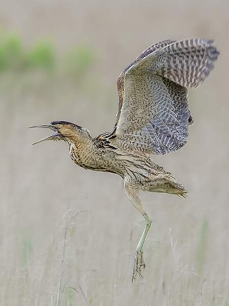 Screaming Bittern.jpg