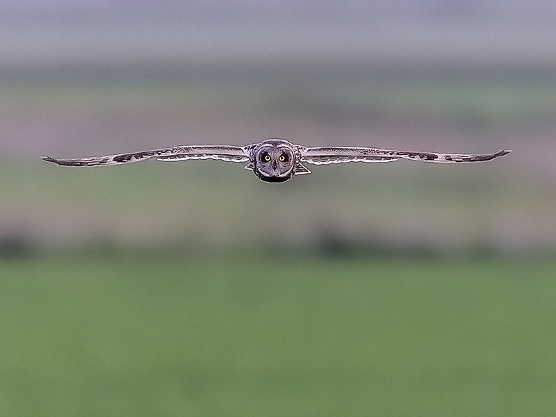 Short Eared Owl.jpg