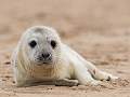 Grey Seal Pup