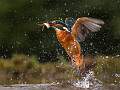 Kingfisher With Minnow 1