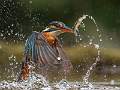 Kingfisher With Minnow