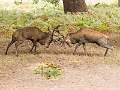 Red Deer Rutting