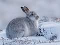 Scottish Mountain Hare 6