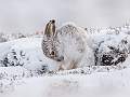 Scottish Mountain Hare Grooming