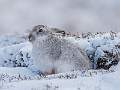 Scottish Mountain Hare